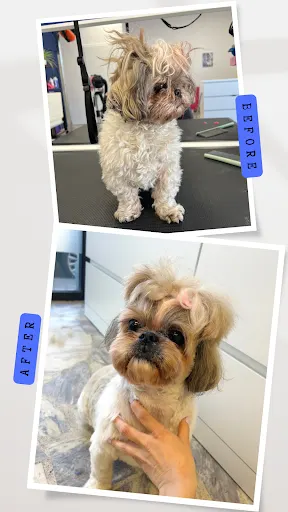 Little Paws Grooming Studio- Salon Groomerski dla Zwierząt